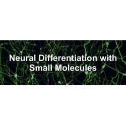 Small Molecules for Neural Induction of Stem Cells