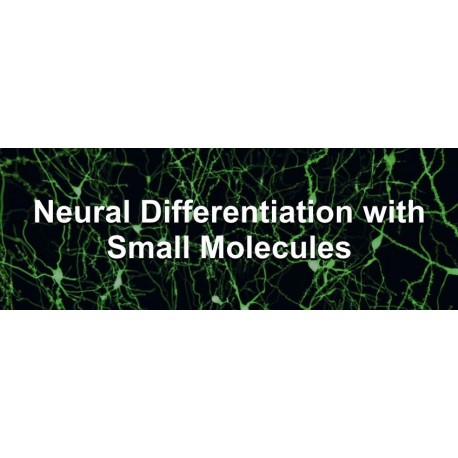Small Molecules for Neural Induction of Stem Cells