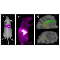 Sistema de imagen por fluorescencia para animales y plantas “FOBI S”