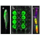 Sistema de imagen por fluorescencia para animales y plantas “FOBI S”