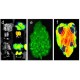 Sistema de imagen por fluorescencia para animales y plantas “FOBI S”