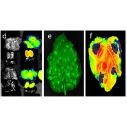 Sistema de imagen por fluorescencia para animales y plantas “FOBI S”