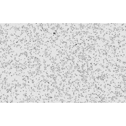 CYTONOTE SCAN