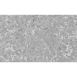 CYTONOTE SCAN