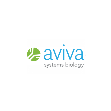 EVX1 antibody - N-terminal region (P100830_T100)