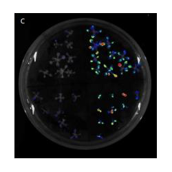 Sistema de imagen por bioluminiscencia para animales y plantas "Luci"