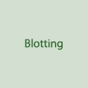 Blotting