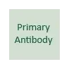 Primary Antibody