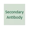 Secondary Antibody