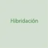 Hibridacion