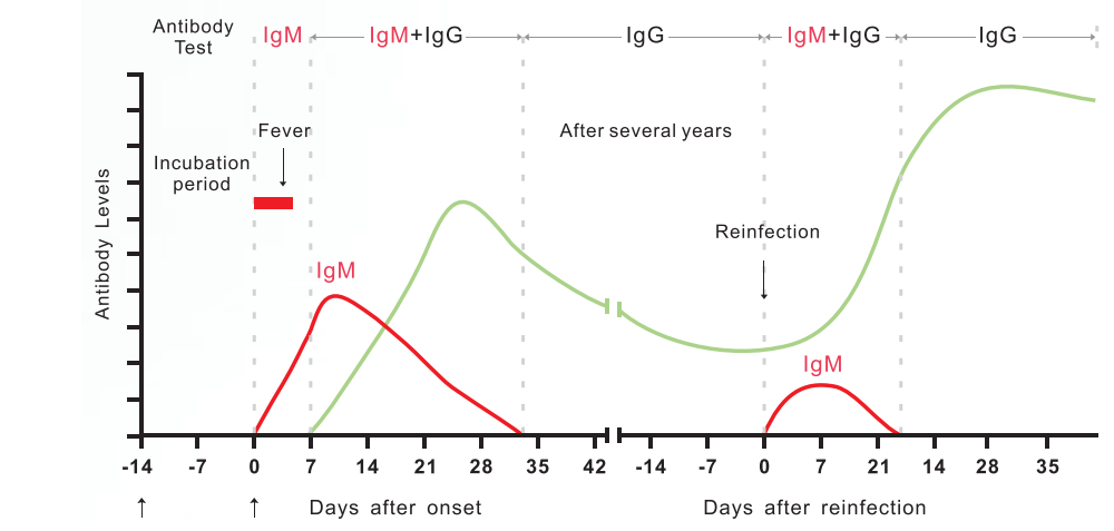 Kit De Test Rapido Covid 19 Igg Igm En Sangre Biogen Cientifica