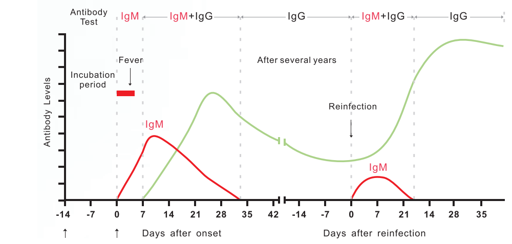 Ricerca Anticorpi Igg Igm Anticovid 19 Coronavirus Altamedica Roma